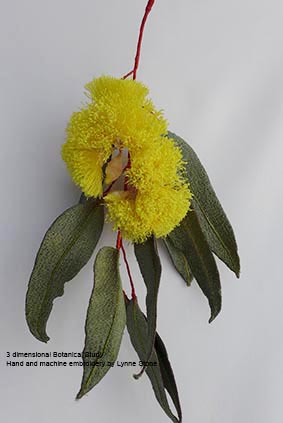 Eucalyptus woodwardii2-6